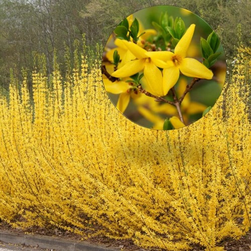Forsythia x intermedia 'Minigold' - Värdforsüütia 'Minigold' C2/2L